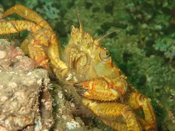 Helmet Crab