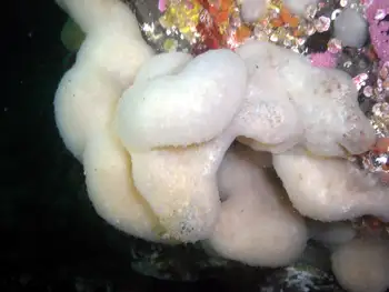 Lobed Compound Tunicate