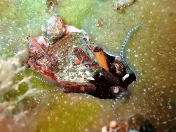 glass spined brittle star