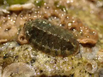 Chiton