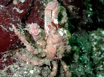 Moss Crab