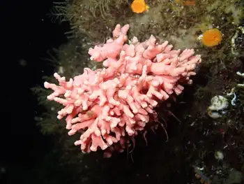 Pink Hydrocoral