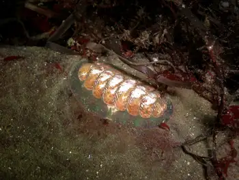 Chiton