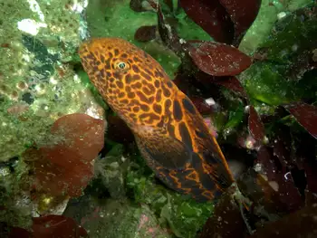Juvenile Wolf Eel