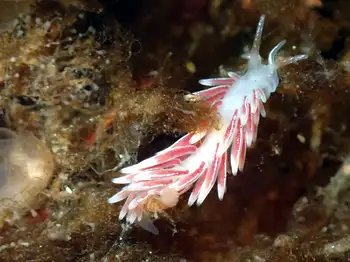 Nudibranch
