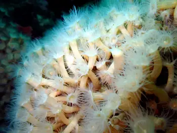 Orange Zoanthids