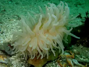 Swimming Anemone