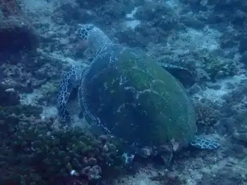 Hawksbill Sea Turtle