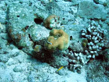 smooth star coral