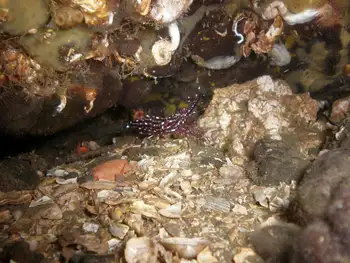 Sparkling Shrimp