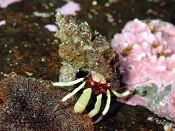 Bering Hermit Crab