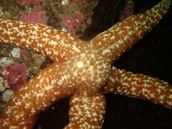 Mottled Star