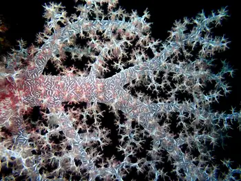 Mauve Spiky Soft Coral