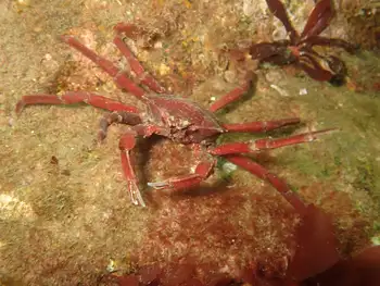 Northern Kelp Crab