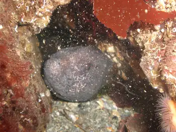 Wolf Eel