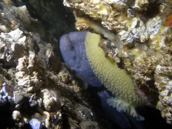 Wolf Eel