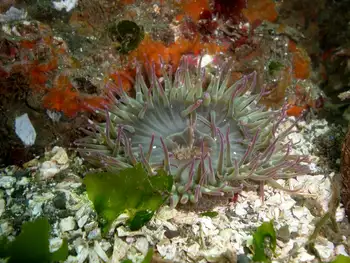 Pink Tipped Anemone