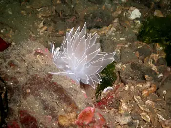 Alabaster Nudibranch
