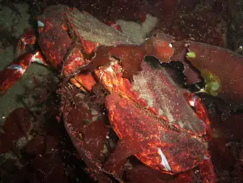 Dungeness Crab
