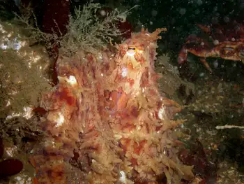 Red Octopus