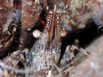 Coonstripe Shrimp