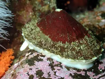 Rough Keyhole Limpet