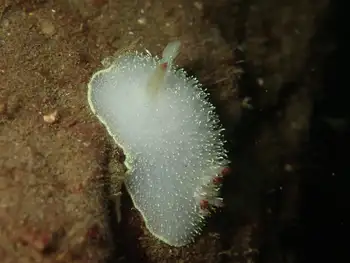 Nanaimo Nudibranch