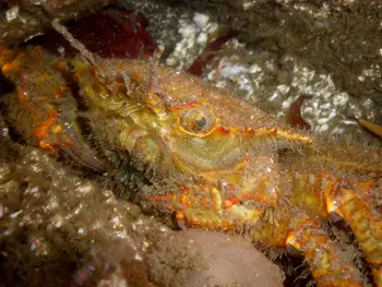 Helmet Crab