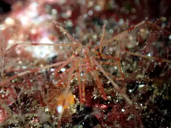Giant Sea Spider