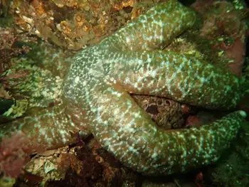 Ochre Star