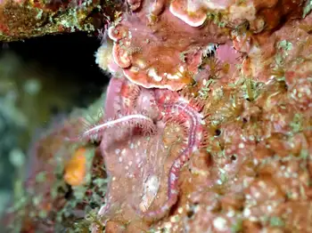 Brittle Star