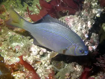 Striped Perch