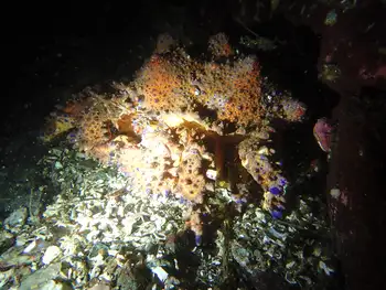 Puget Sound King Crab