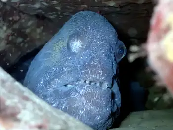 Wolf Eel