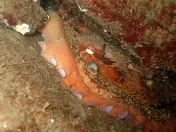 Giant Pacific Octopus