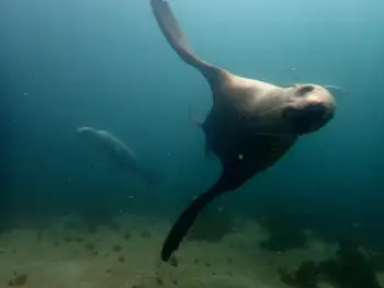 California Sea Lion