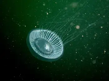 Water Jelly