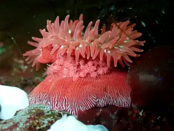 Proliferating Anemone