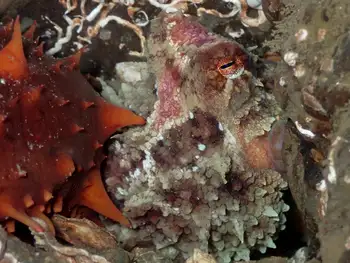 Red Octopus