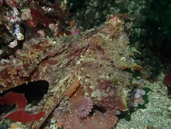 Red Octopus