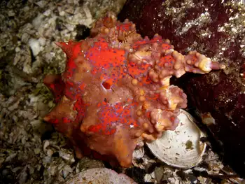 Juvenile Puget Sound King Crab