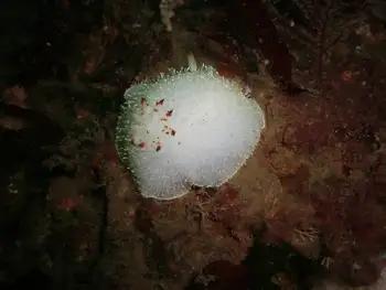 nanaimo nudibranch