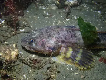 pacific staghorn sculpin