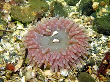 Stubby Rose Anemone
