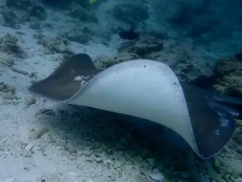 Sting Ray
