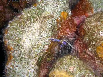 Pederson Cleaner Shrimp
