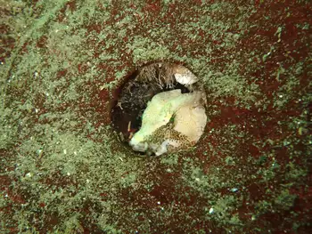 Grunt Sculpin