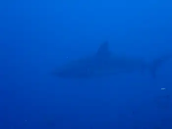 silky shark