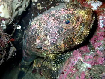 Buffalo Sculpin