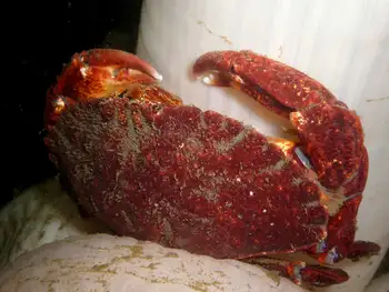 dungeness crab